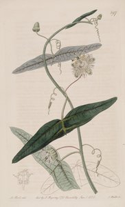 Passiflora misera, comme Passiflora vespertilio Ker Gawl., Bot. Reg. 7 - Ker Gawler